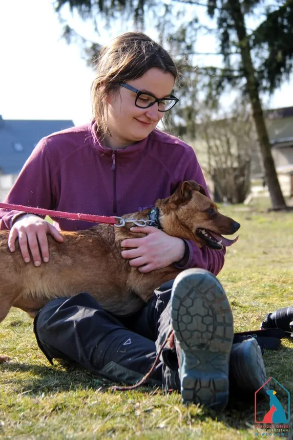 Pies do adopcji, Grudziądz, 19 lutego 2024 (2/5)