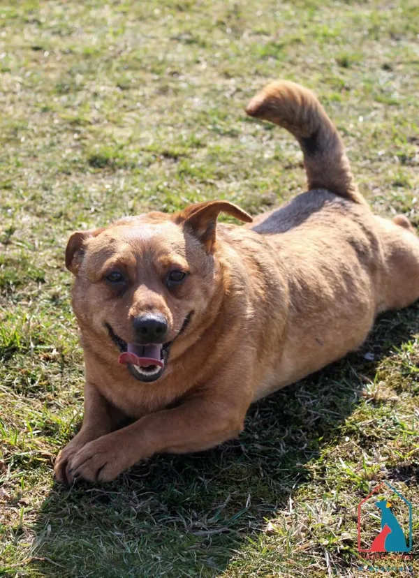 Pies do adopcji, Grudziądz, 19 lutego 2024 (4/5)