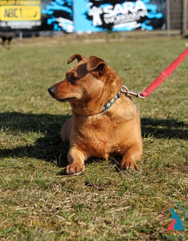 Pies do adopcji, Grudziądz, 19 lutego 2024 (5/5)