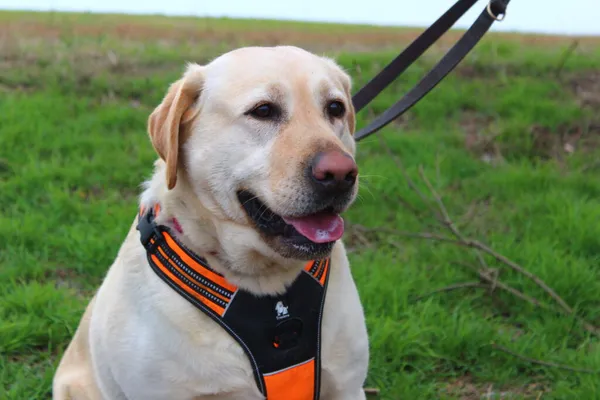 Pies do adopcji, Przyborówko, 11 marca 2024 (1/3)