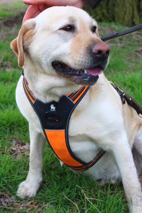 Pies do adopcji, Przyborówko, 11 marca 2024 (2/3)