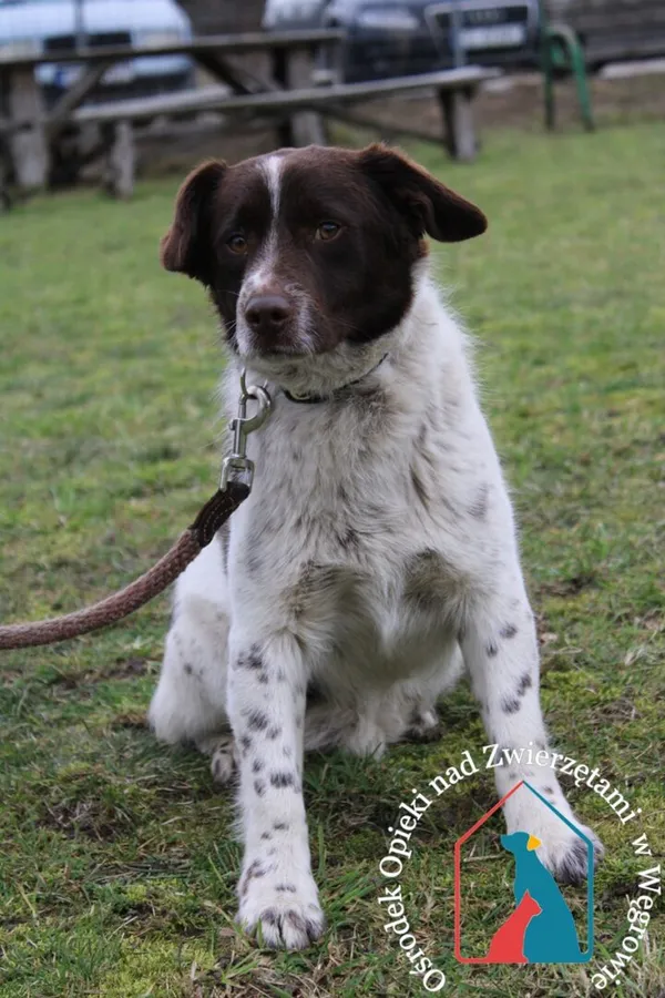 Pies do adopcji, Węgrowo, 23 lutego 2024
