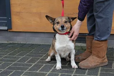 Pies do adopcji, Oborniki, 21 lutego 2024 (1/5)