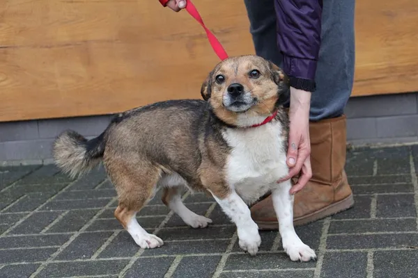 Pies do adopcji, Oborniki, 21 lutego 2024 (3/5)