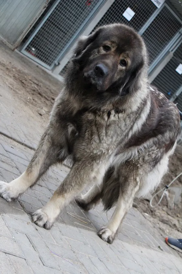 Znaleziono psa, Oborniki, 6 marca 2024 (3/5)