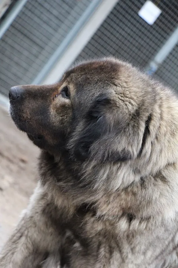 Znaleziono psa, Oborniki, 6 marca 2024 (4/5)