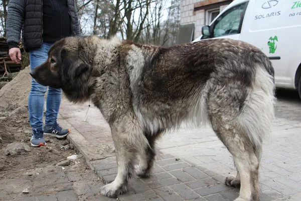 Znaleziono psa, Oborniki, 6 marca 2024 (5/5)