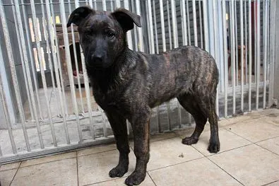 Pies do adopcji, Oborniki, 26 lutego 2024 (1/5)