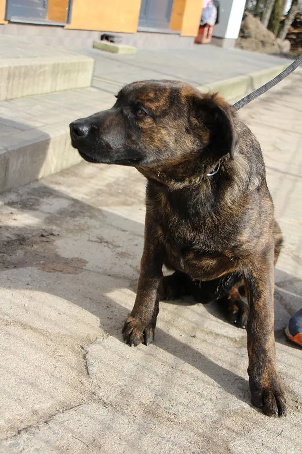 Pies do adopcji, Oborniki, 26 lutego 2024 (3/5)