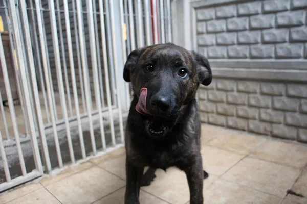 Pies do adopcji, Oborniki, 26 lutego 2024 (4/5)