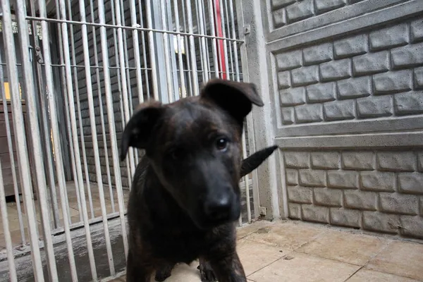 Pies do adopcji, Oborniki, 26 lutego 2024 (5/5)