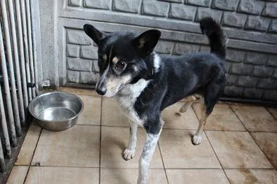 Pies do adopcji, Oborniki, 20 lutego 2024 (1/5)