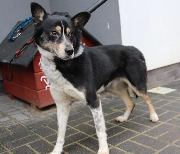 Pies do adopcji, Oborniki, 20 lutego 2024 (2/5)