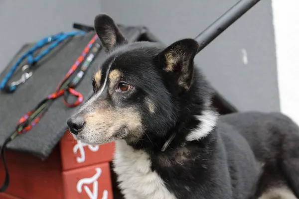 Pies do adopcji, Oborniki, 20 lutego 2024 (3/5)