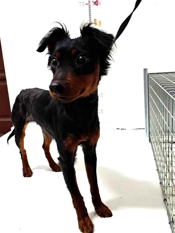 Pies do adopcji, Bytom, 12 marca 2024