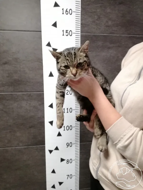 Znaleziono kota, Chełmek, 11 marca 2024