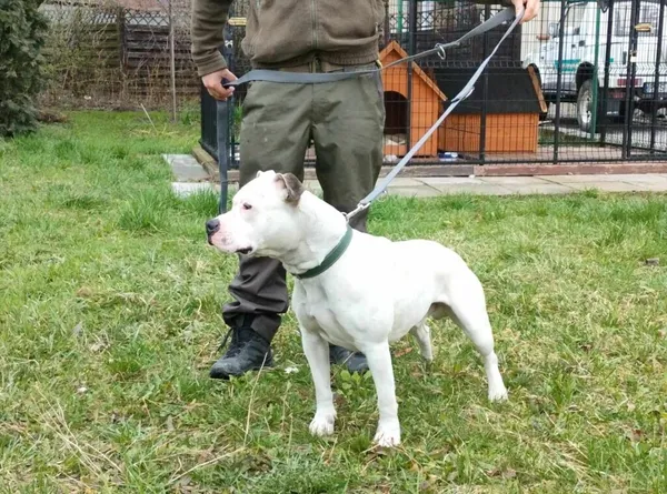 Pies do adopcji, Ropczyce, 12 marca 2024