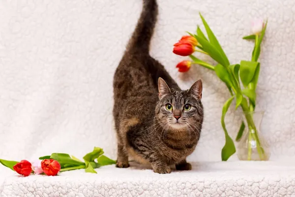 Kot do adopcji, Elbląg, 6 marca 2024 (1/5)