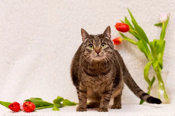 Kot do adopcji, Elbląg, 6 marca 2024 (2/5)