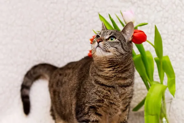 Kot do adopcji, Elbląg, 6 marca 2024 (3/5)