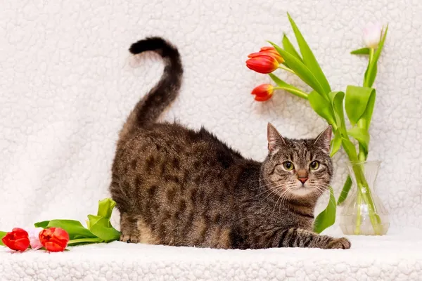 Kot do adopcji, Elbląg, 6 marca 2024 (4/5)