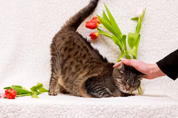 Kot do adopcji, Elbląg, 6 marca 2024 (5/5)