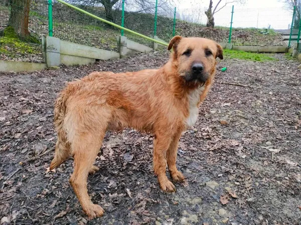 Pies do adopcji, Ropczyce, 12 marca 2024