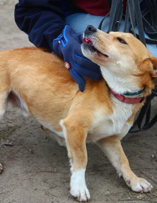 Pies do adopcji, Przyborówko, 20 maja 2025 (2/5)