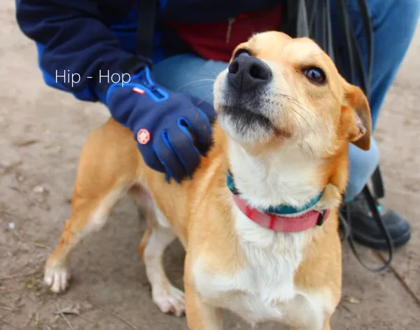 Pies do adopcji, Przyborówko, 20 maja 2025 (3/5)