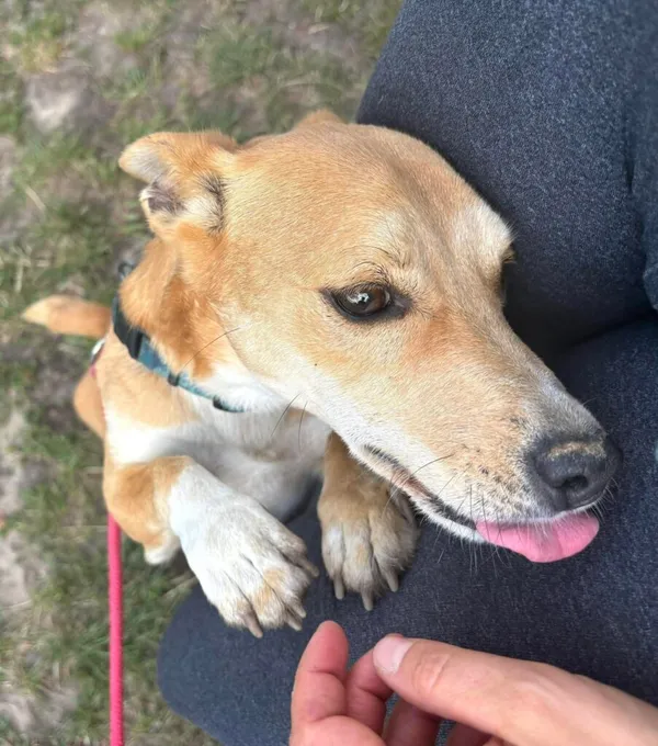 Pies do adopcji, Przyborówko, 20 maja 2025 (5/5)