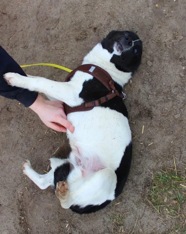 Pies do adopcji, Przyborówko, 12 marca 2024 (2/3)