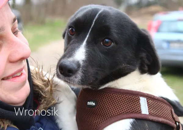 Pies do adopcji, Przyborówko, 12 marca 2024 (3/3)