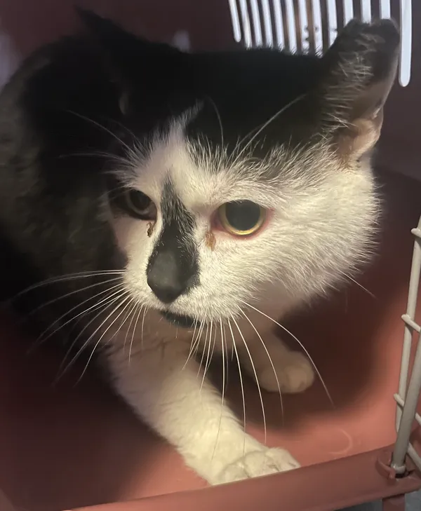 Znaleziono kota, Lublin, 12 marca 2024