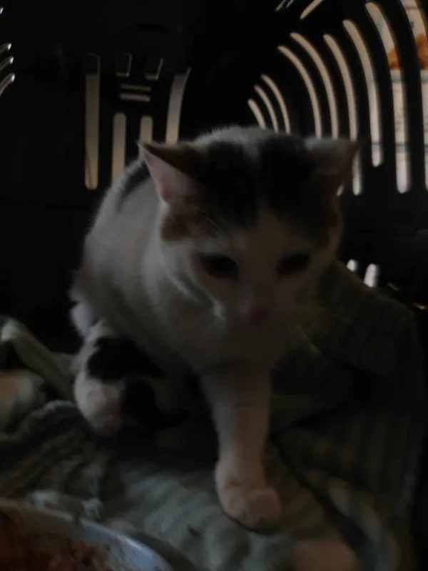 Znaleziono kota, Lublin, 11 marca 2024