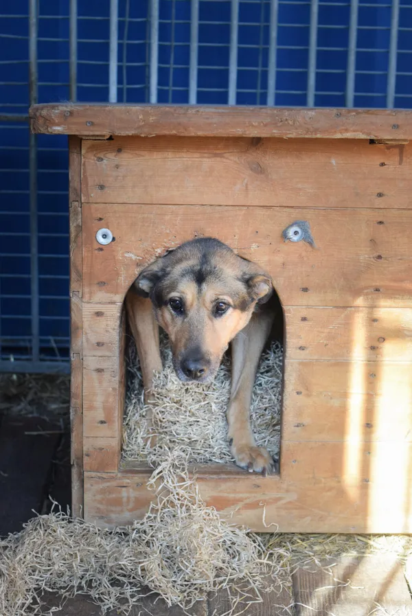 Pies do adopcji, Zielona Góra, 12 marca 2024