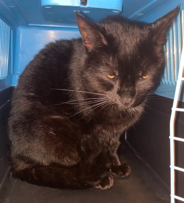 Znaleziono kota, Lublin, 13 marca 2024