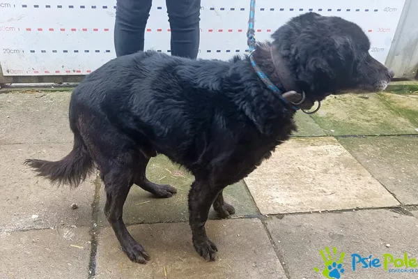 Znaleziono psa, Racławice, 11 marca 2024 (2/4)