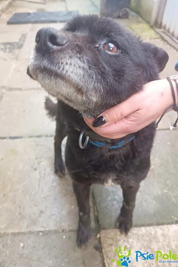 Znaleziono psa, Racławice, 11 marca 2024 (3/4)