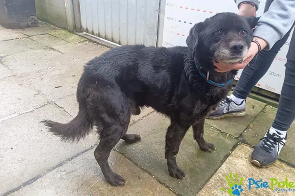 Znaleziono psa, Racławice, 11 marca 2024 (4/4)