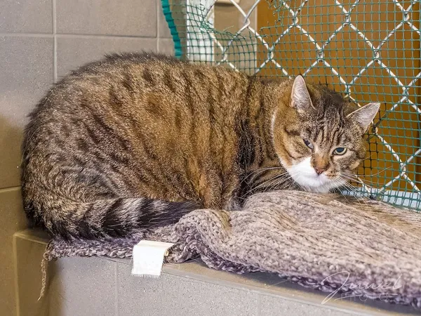 Kot do adopcji, Sopot, 13 marca 2024 (3/4)