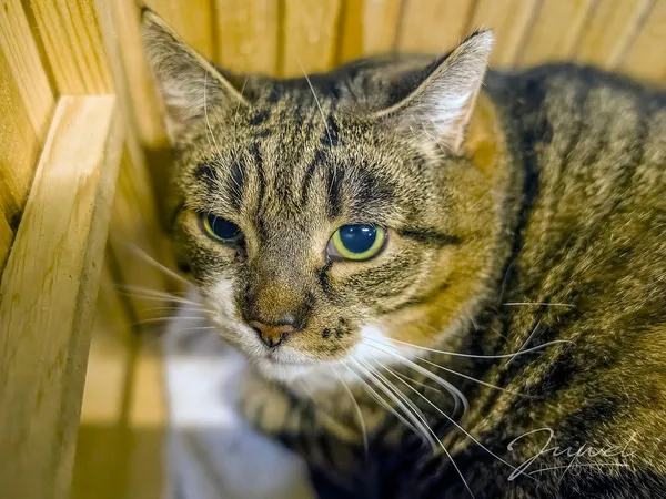 Kot do adopcji, Sopot, 13 marca 2024 (4/4)