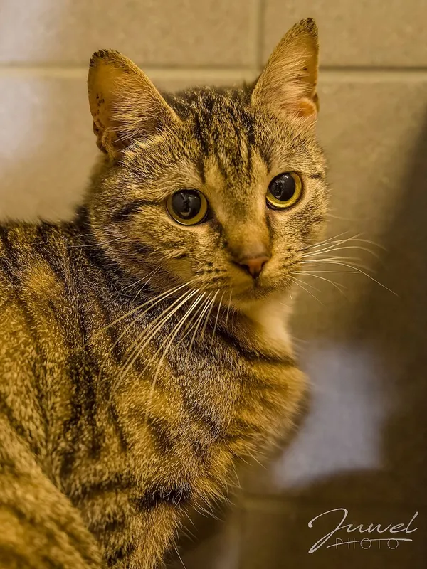 Kot do adopcji, Sopot, 13 marca 2024 (1/5)