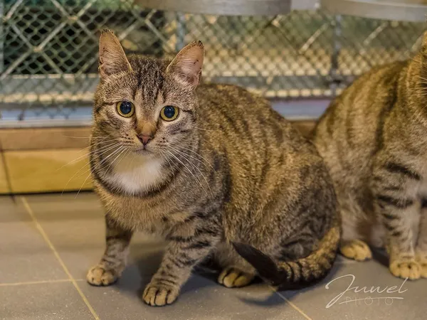 Kot do adopcji, Sopot, 13 marca 2024 (2/5)