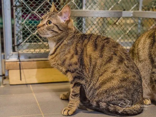 Kot do adopcji, Sopot, 13 marca 2024 (4/5)