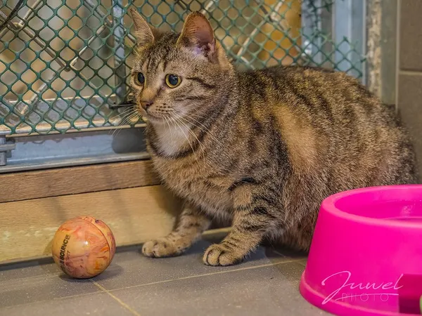 Kot do adopcji, Sopot, 13 marca 2024 (5/5)