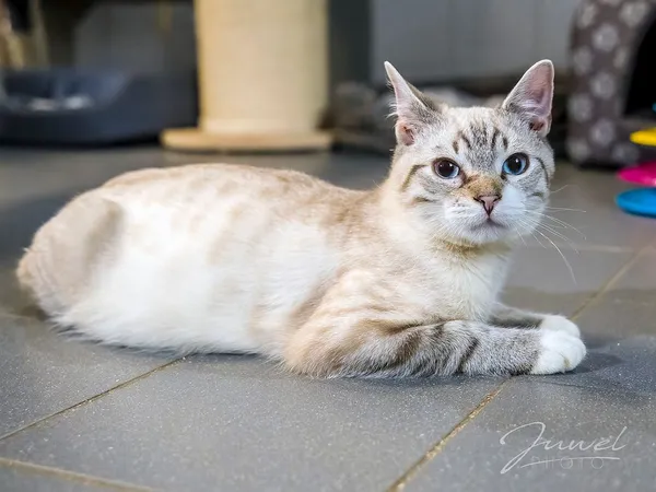 Kot do adopcji, Sopot, 13 marca 2024 (1/4)