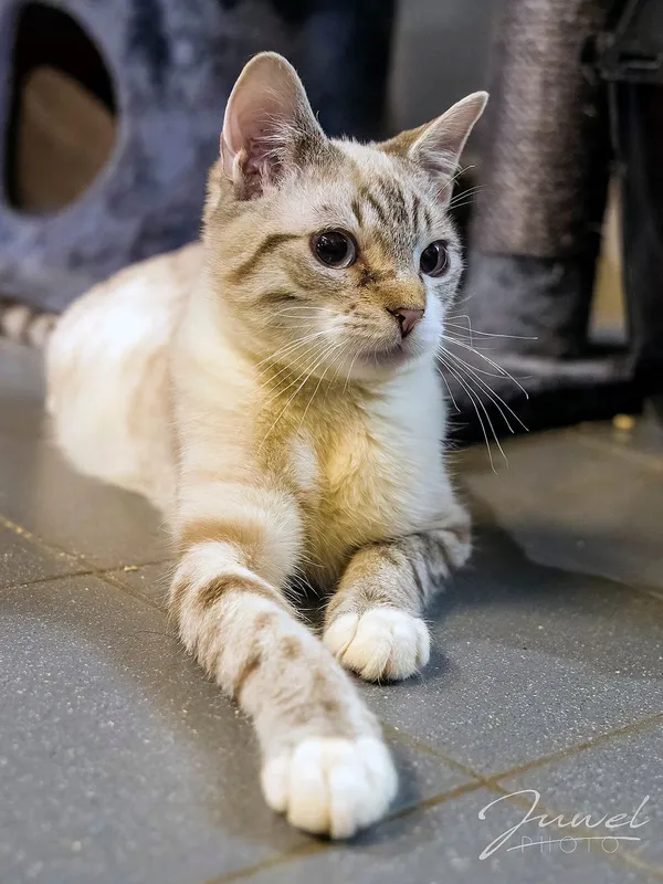 Kot do adopcji, Sopot, 13 marca 2024 (2/4)