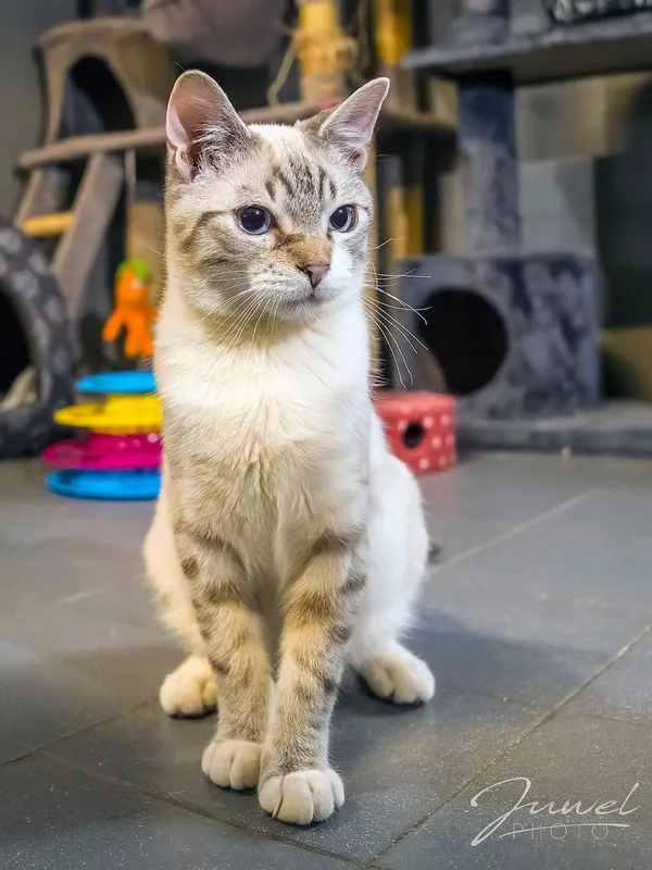 Kot do adopcji, Sopot, 13 marca 2024 (3/4)