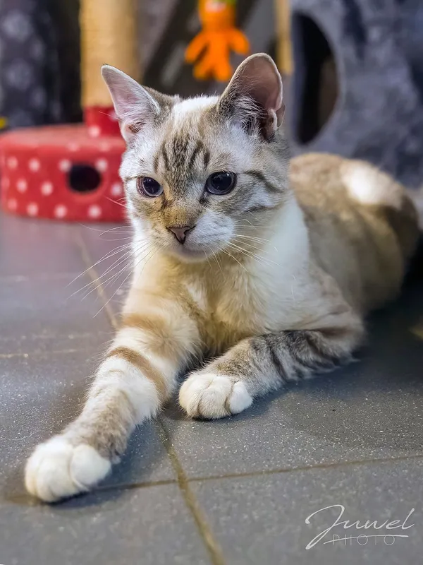 Kot do adopcji, Sopot, 13 marca 2024 (4/4)