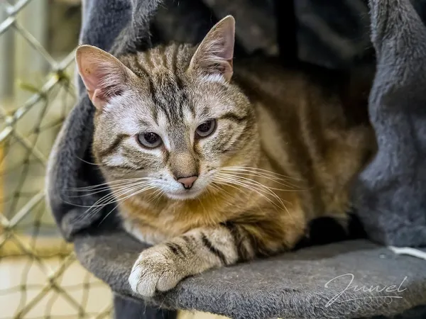 Kot do adopcji, Sopot, 13 marca 2024 (1/4)